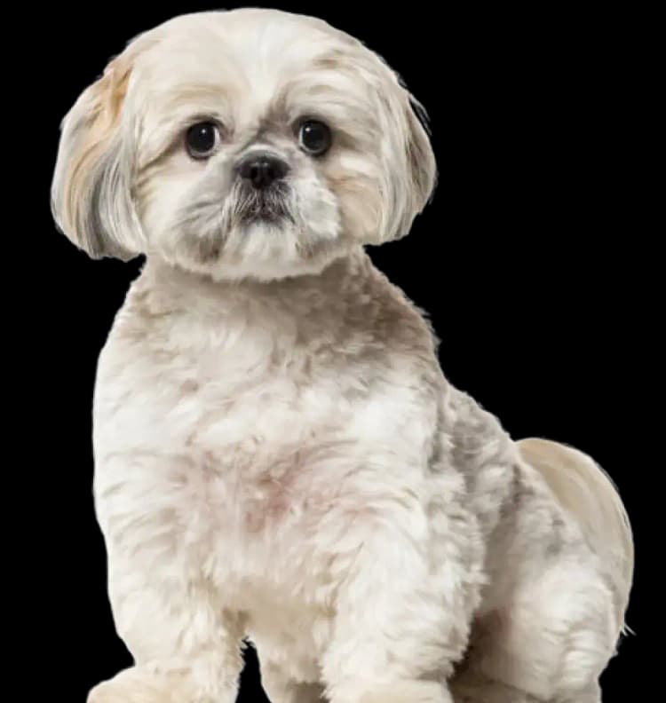 Shih Tzu grooming tips