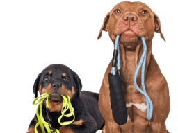 Walking services for dog's in banglore