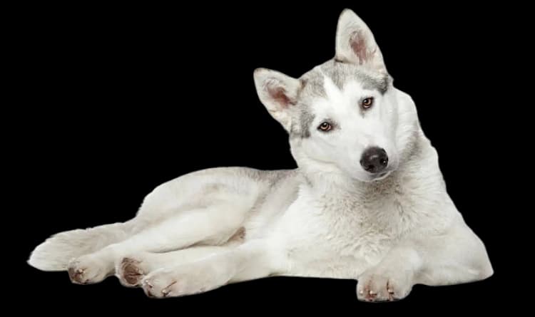 husky photo