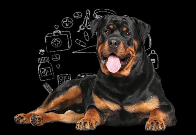 Rottweiler