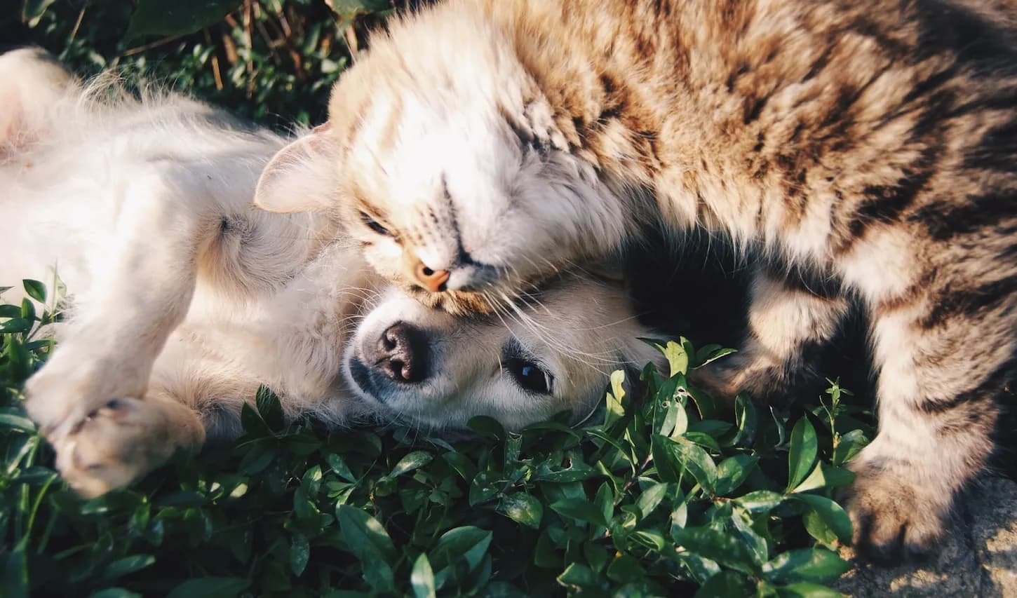 Happy dog and cat together