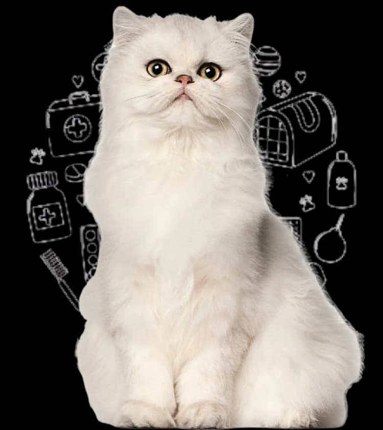 Persian Cat