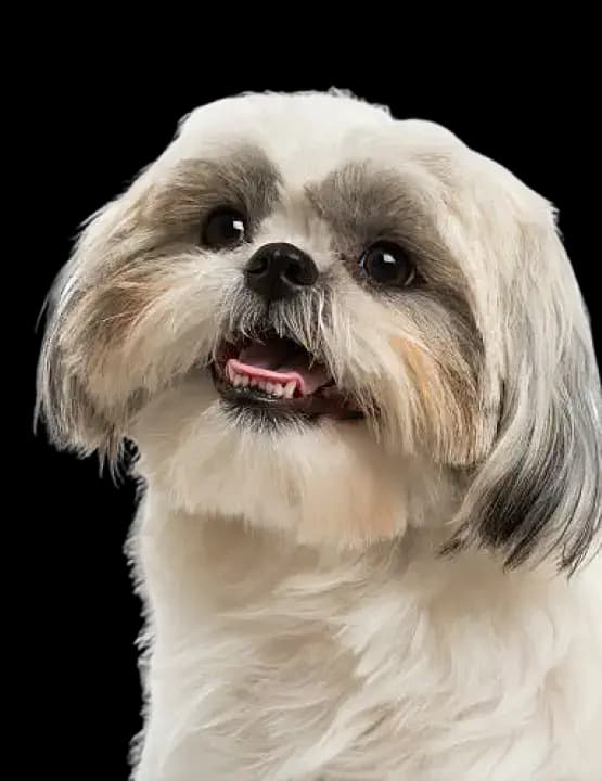 Dental care for Shih Tzu