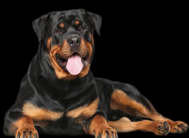 Dental care for Rottweiler