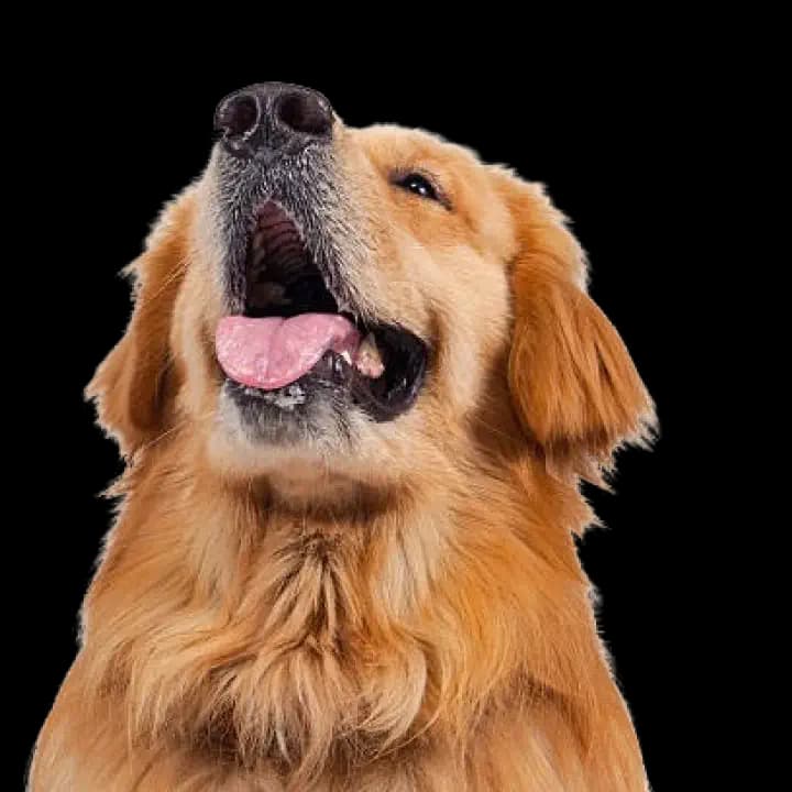 Dental care for Golden Retriever