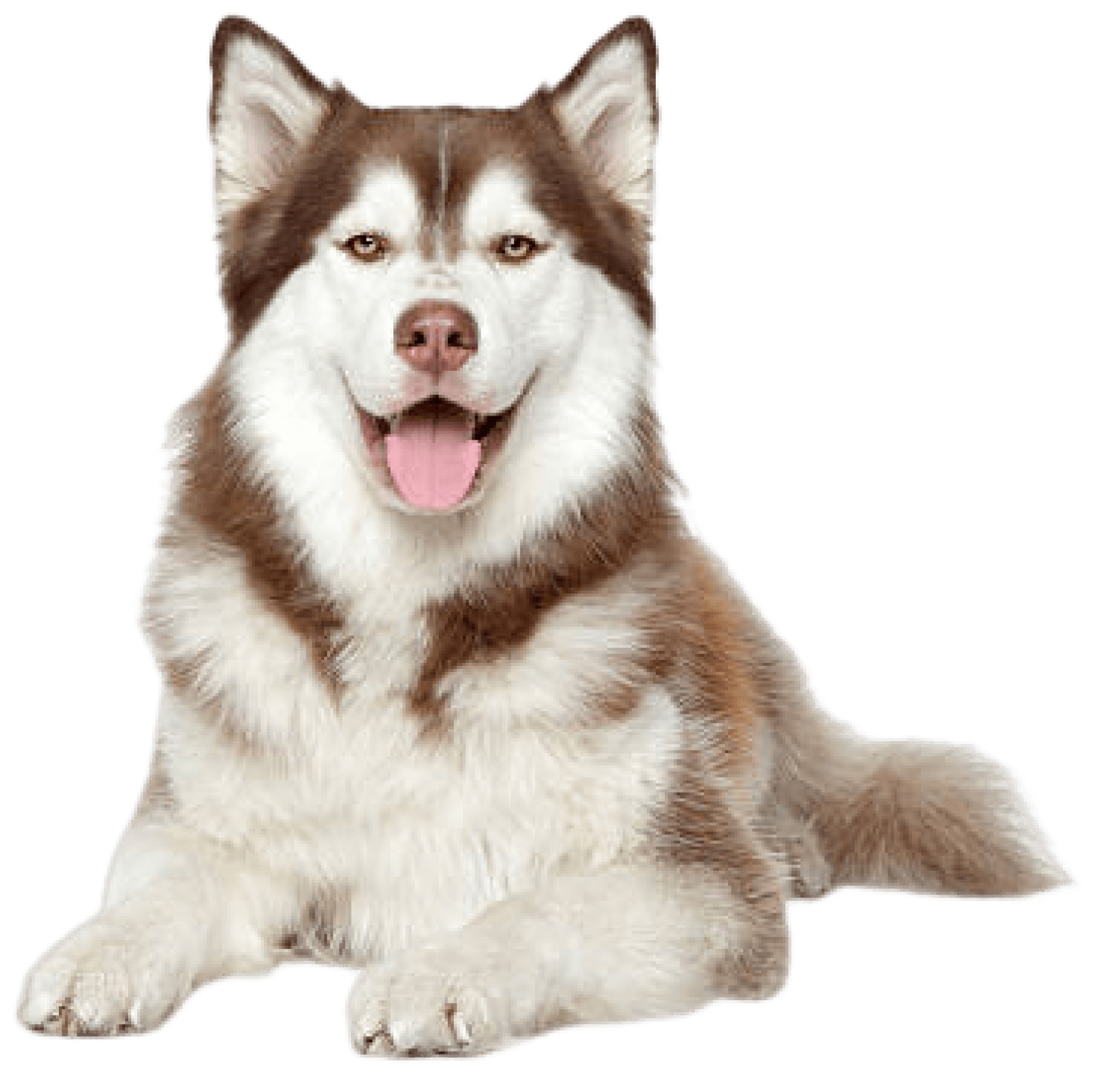 Siberian Husky