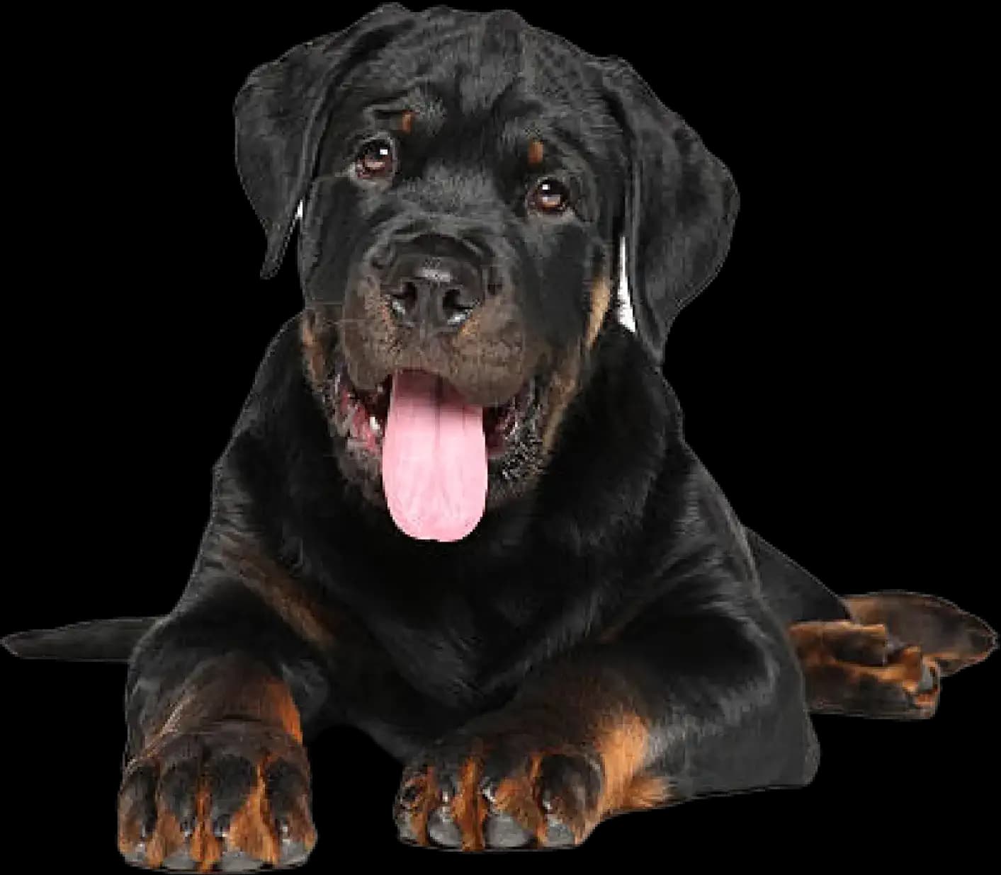 Rottweiler