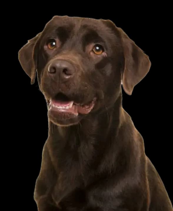 Dental care for Labradors