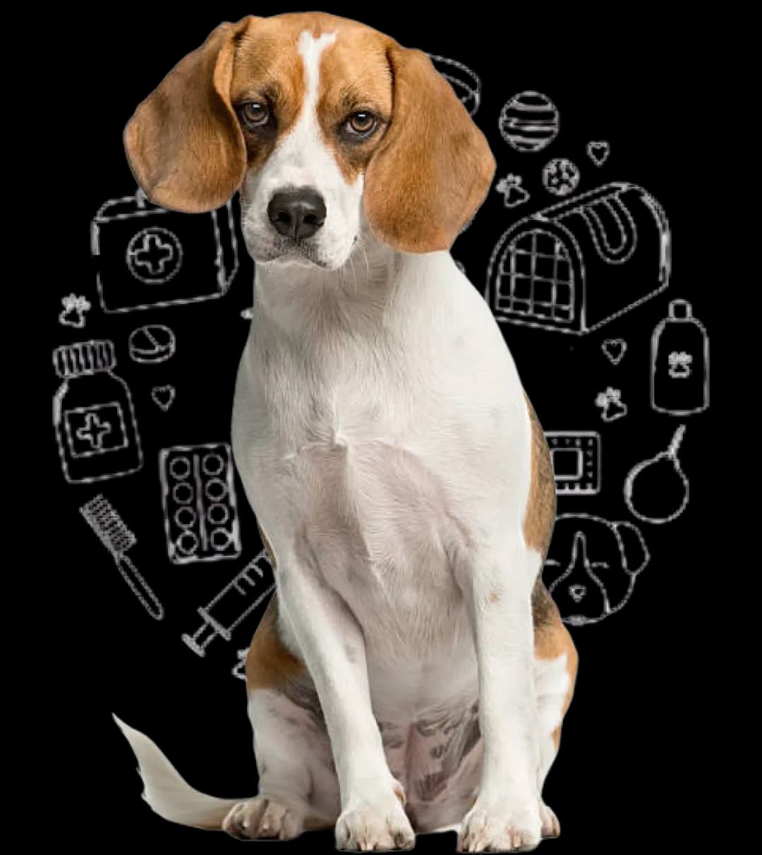 Beagle