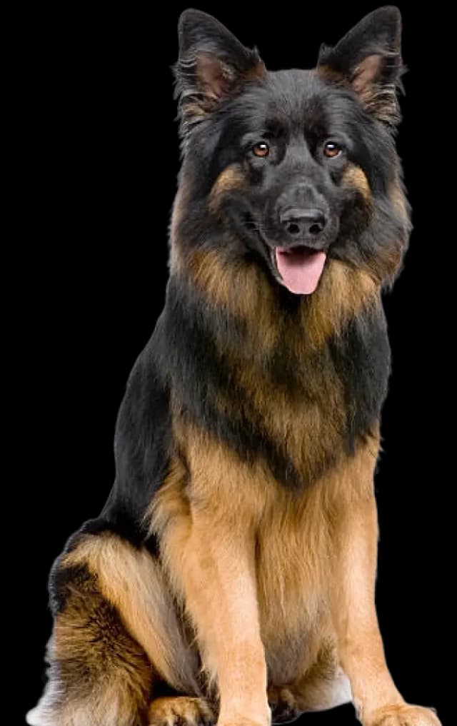 German Shepherd grooming tips