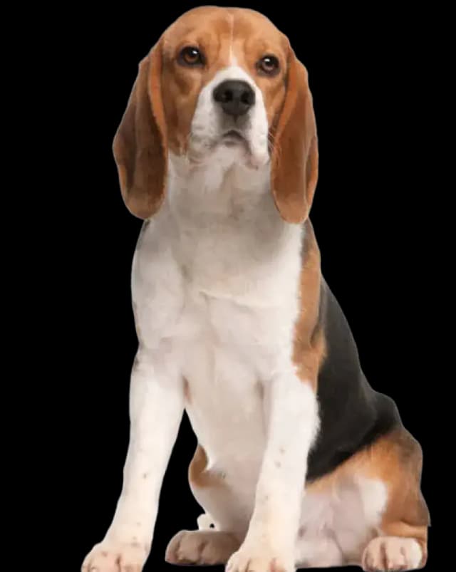 Beagle grooming tips