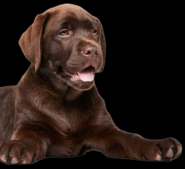 Labrador Retriever training activities