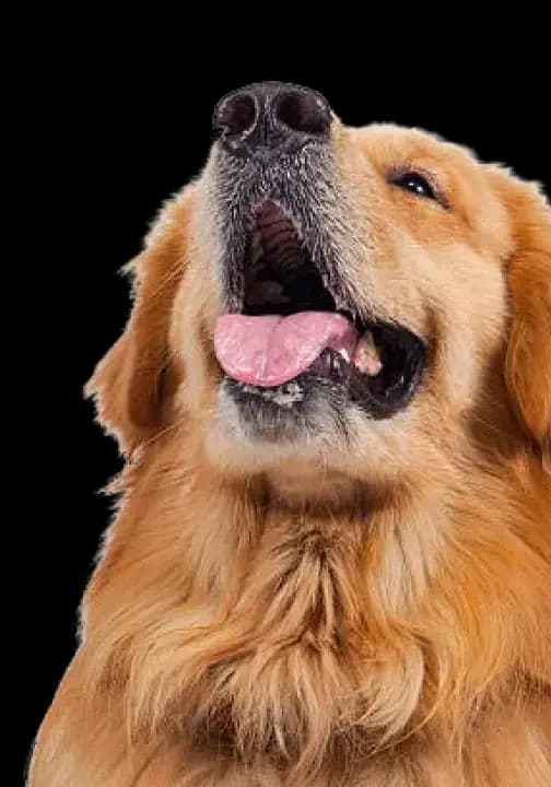 Dental care for Golden Retriever