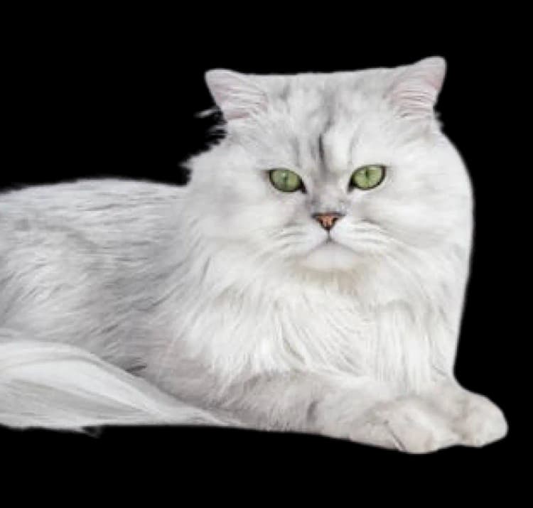 Training Activities for Persian Cat