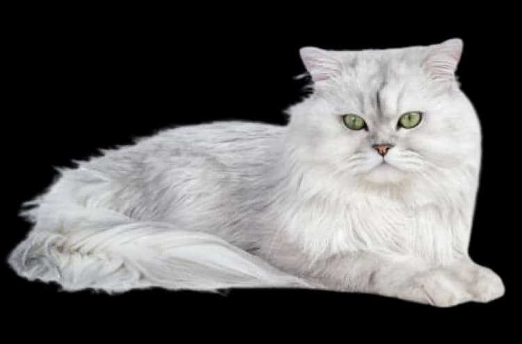 Training Activities for Persian Cat