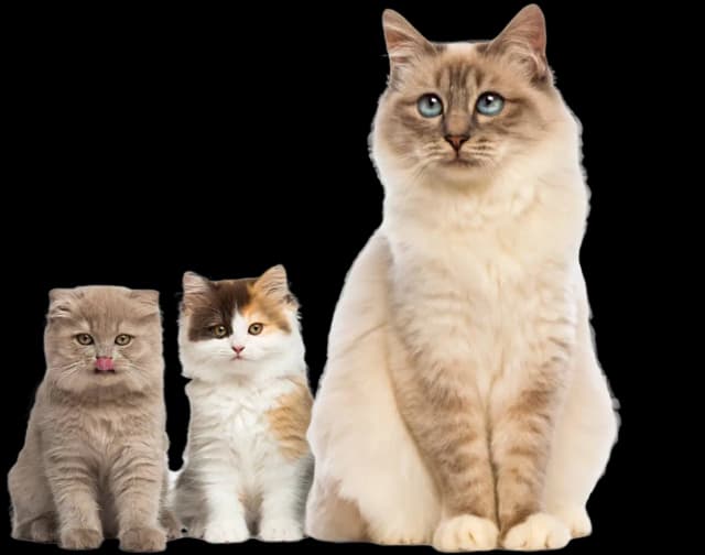 Persian cat grooming tips