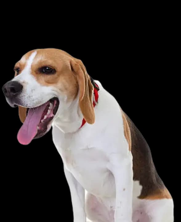 Dental care for Beagle