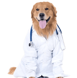 Book vet visit for your dog