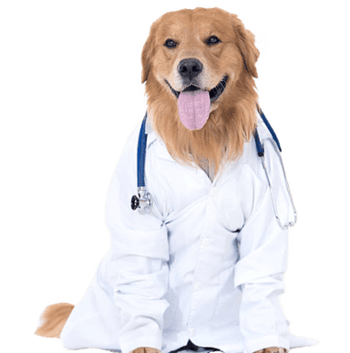 Book vet visit for your dog