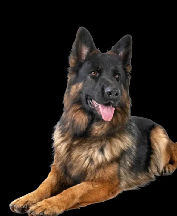 Dental care for German Shepherds