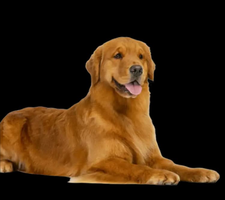 Golden Retriever grooming tips