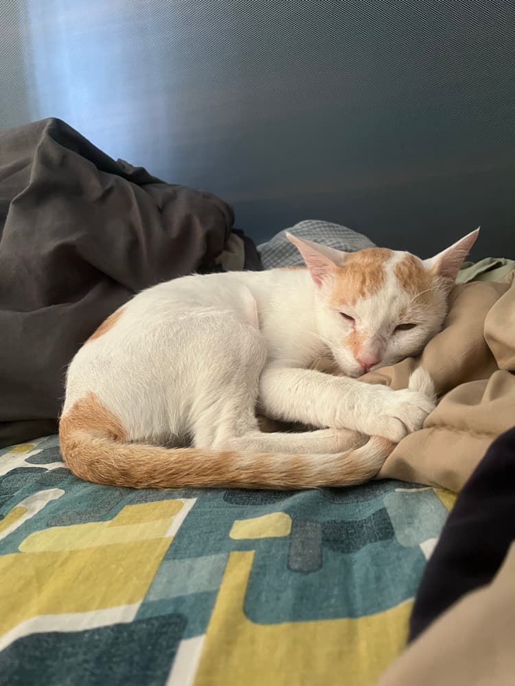 Mau