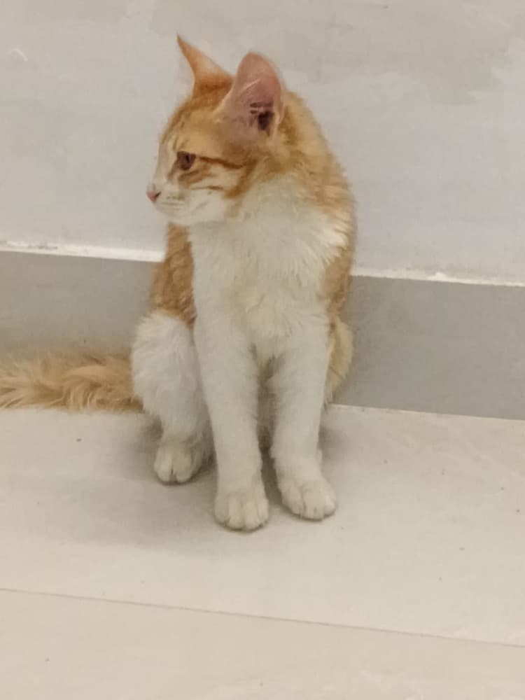Mr Cat