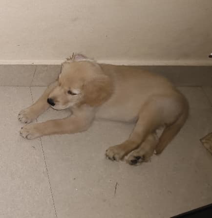 Chinnu