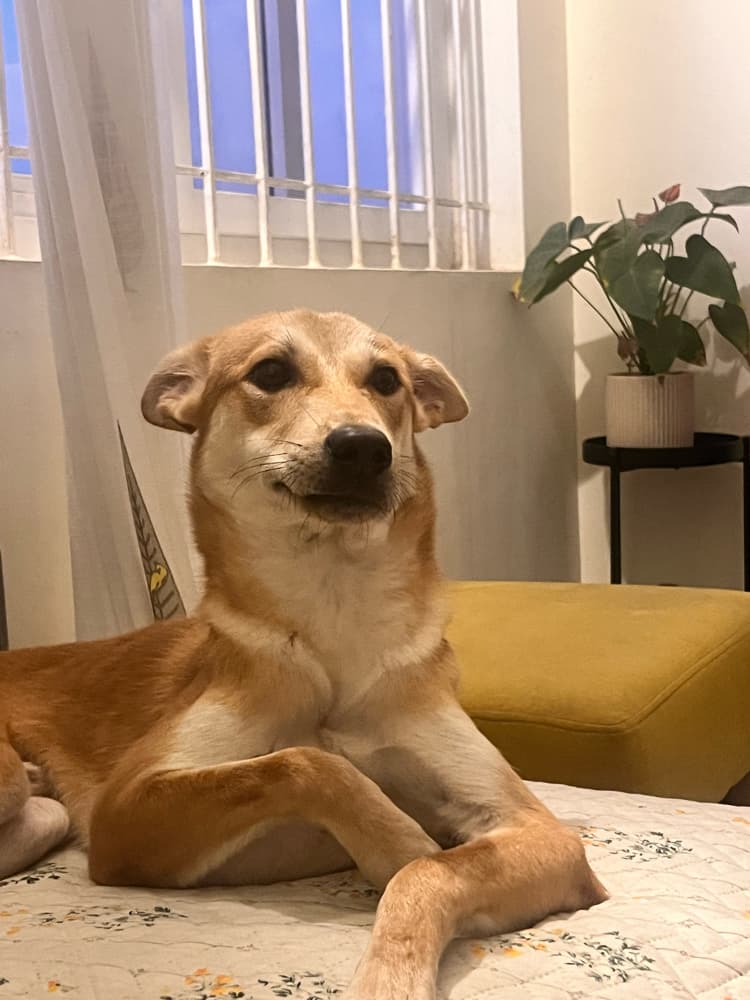 Benji
