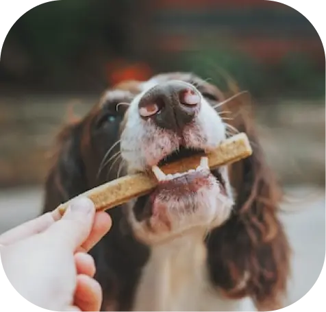 AI-based dog food planner