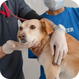Veterinary Care at Kuddle Experience Center