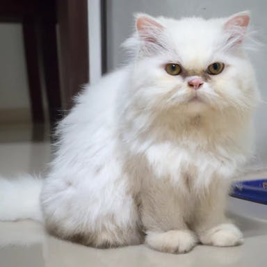 Persian Cat Not Groomed