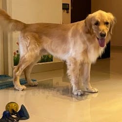 Dog Paw Massage Groming Services In Bangalore