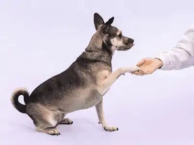 dog hand shake training