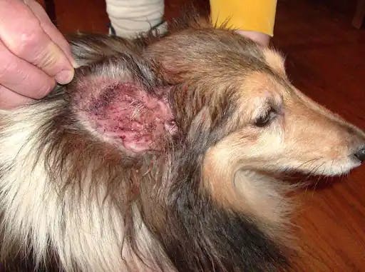 image of a pet having ear infection