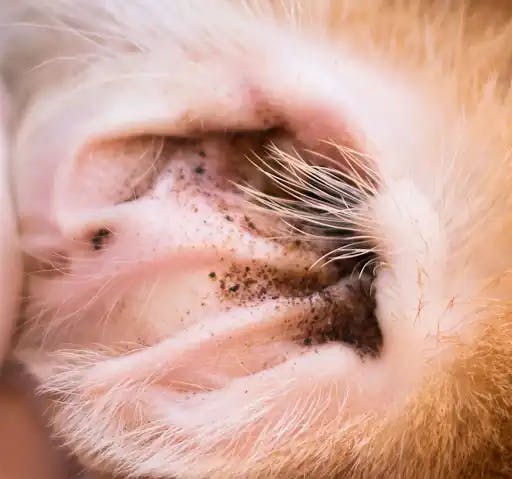 image of a pet having ear mites
