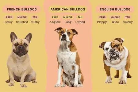 types of bulldog