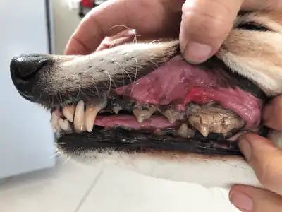 dog infected teeth