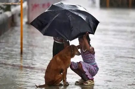 dog and girl with umbrella in rain