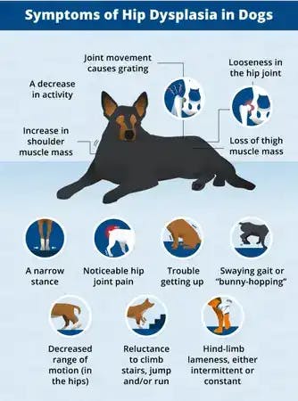 Symptoms of hip dysplasia in dogs