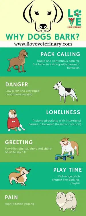 why dogs bark guide