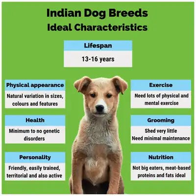 Indian dog breeds characteristic
