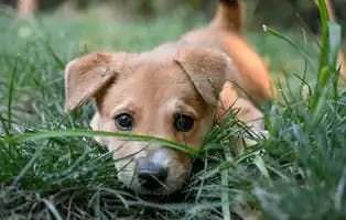 Indian puppy in grass
