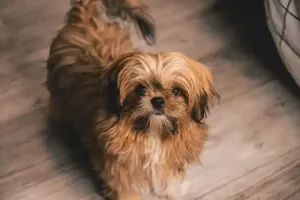 shih tzu close up