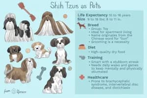 shih tzu information