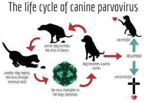 parvovirus life cycle