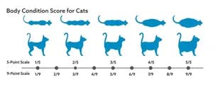 Body Condition Score for Cats