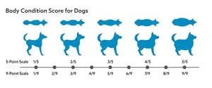 Body Condition Score for Dogs