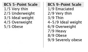 Body Condition Score for Point Scale