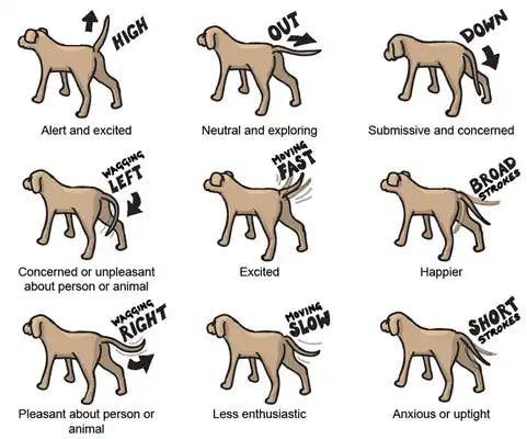 dog wagging tail chart